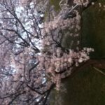 桜２