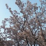 桜１